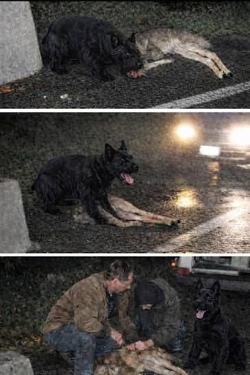 Stray dog comforts injured deer