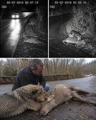 Stray dog comforts injured deer on roadside