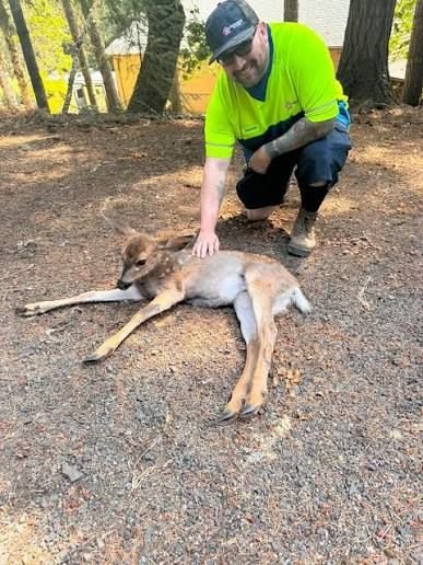 A man on his way to work took a quick detour to help a deer. The deer's head was stuck in a dog food bag. The video captures the moment he freed
