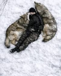 Wolves save man's life in Alaskan wilderness
