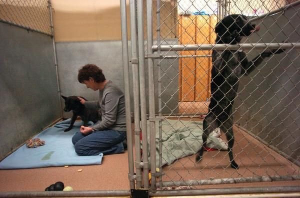 Pet shelter wants $1 million makeover – The Denver Post