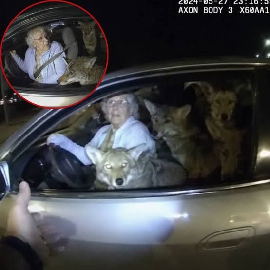 Elderly woman mistakenly rescues wild coyotes thinking they are homeless dogs